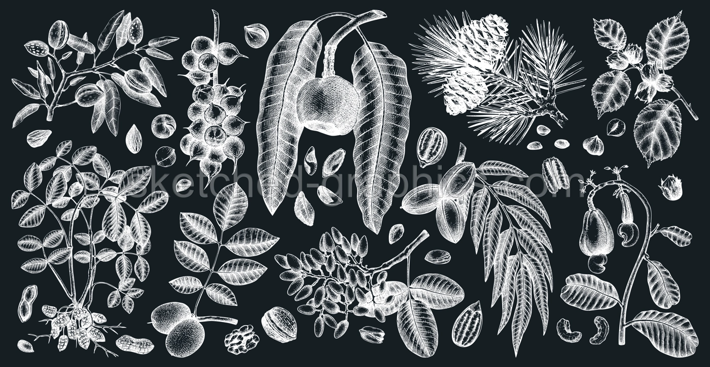 Hand-sketched nut trees and plants. Botanical drawings on chalkboard. Vector nuts collection. Hand drawn pecan, macadamia, pine nuts, walnut, almond, pistachio, chestnut, peanut, brazil nut . Illustration
